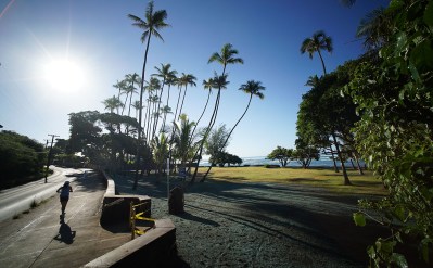 Fight Hunger By Donating Coconuts From Public Parks