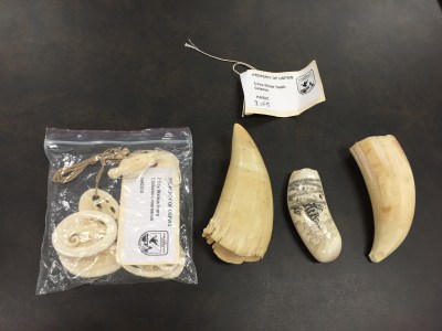 Ivory Smuggler Gets Jail Time