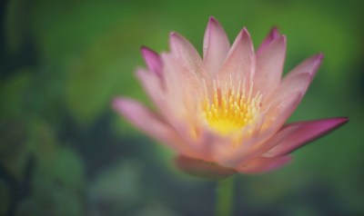 Genetically Modified Plants Are Coming Out Of The Lab And Into Homes And Gardens