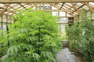 From Wine To Weed: Keeping The Marijuana Farm Small And Local