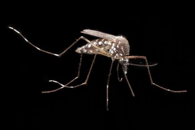 Hawaii Looks To Improve Mosquito Testing As Dengue Cases Rise Globally