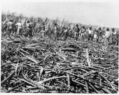 Prince Kūhiō And King Sugar: The Powerful Industry Became A Double-Edged Political Sword