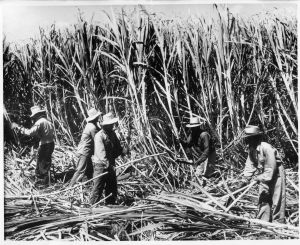 Hawaii's economy, and culture, was built on the backs of its migrant workers. Courtesy of Alexander & Baldwin