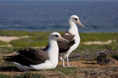 Documents Reveal New Details In Albatross Massacre