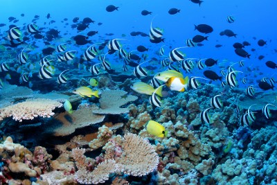 Hawaiians Press Obama To Expand NW Islands Marine Monument