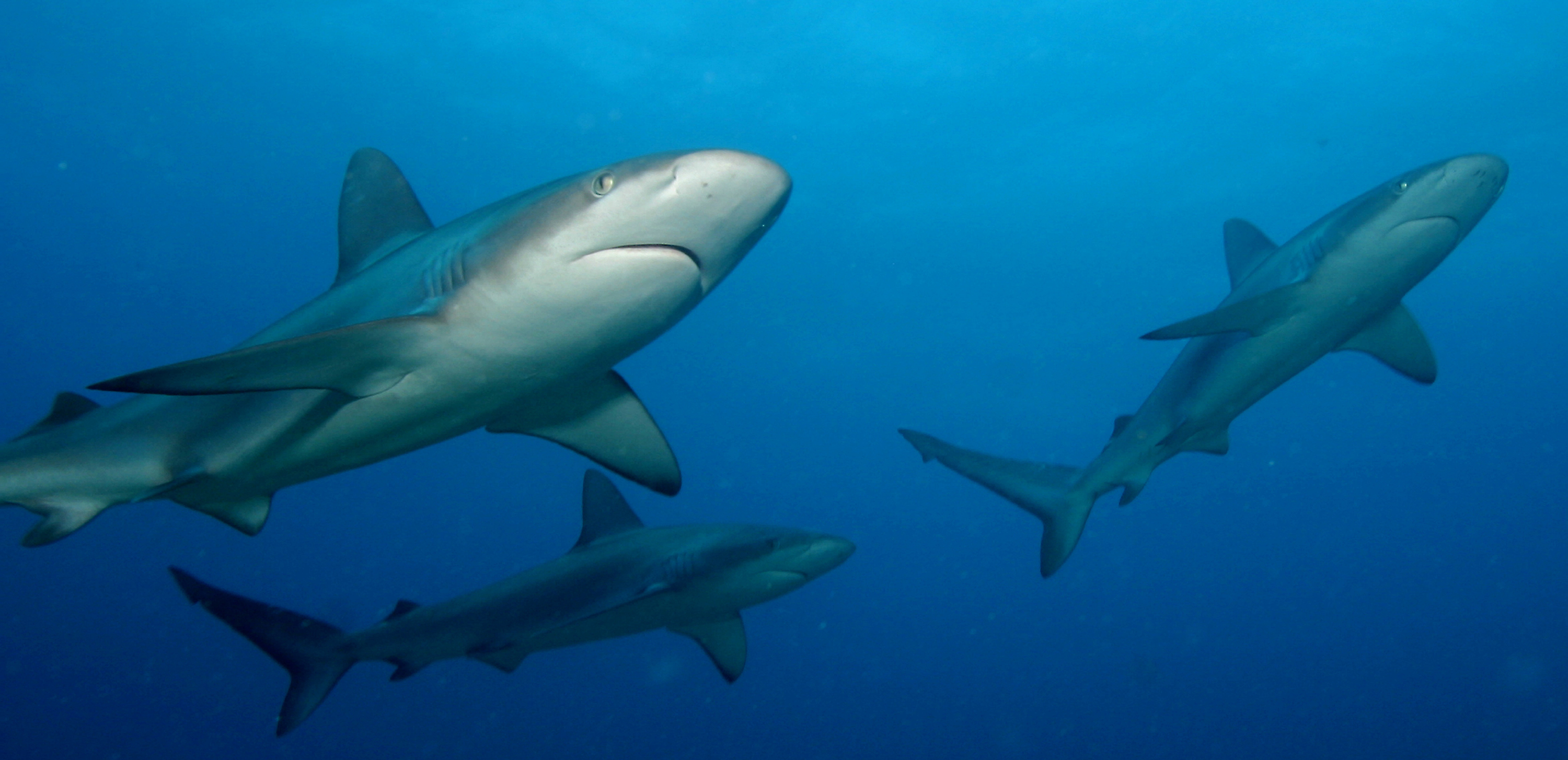 Photo of sharks taken at the Northwestern Hawaiian Islands by James Watt.