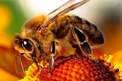 A Simple Way To ‘Save the Bees’ That No One is Talking About