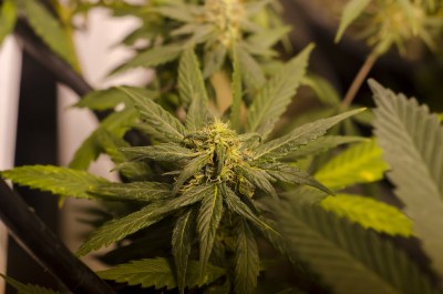 Hawaii Nurses May Soon Be Able To Certify Medical Marijuana Patients