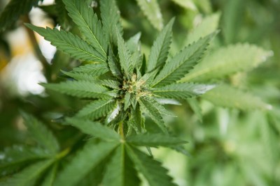 First Hawaii Dispensary Approved For Medical Marijuana Sales
