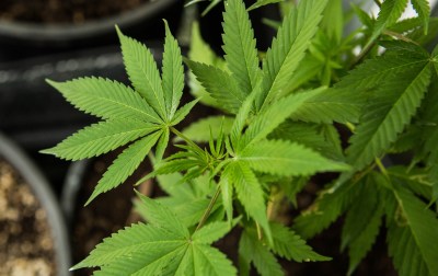 Pot Dispensary Scores Released