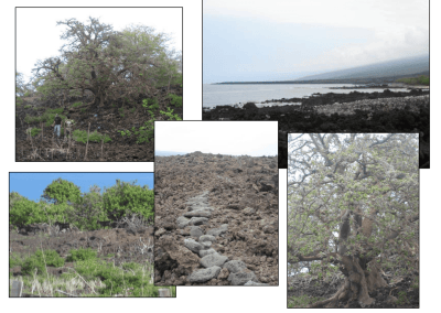 Kona Land Resolution Gets Last-Minute Hearing