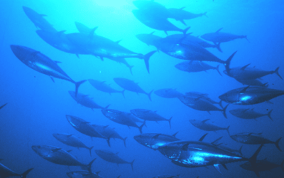 Why U.S. Fisheries Are A Global Model Of Sustainability