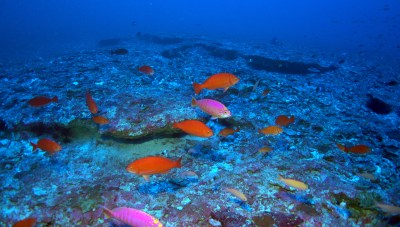 Should Papahanaumokuakea Be Open For Business?