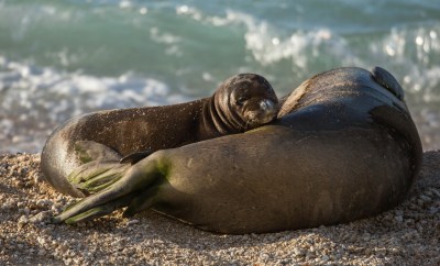 How We’re Hurting Endangered Monk Seals