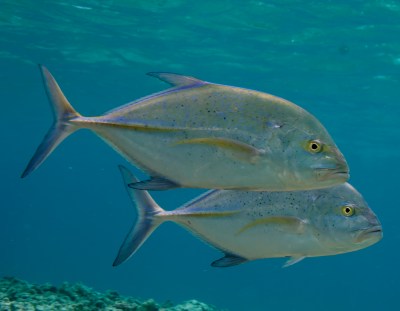 Safeguard Papahānaumokuākea: The Future Of Our Oceans Depends On It