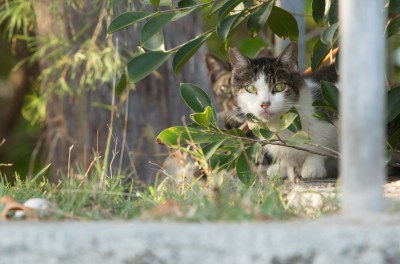 69 Percent Of Voters Want Feral Cats Removed From Hawaii