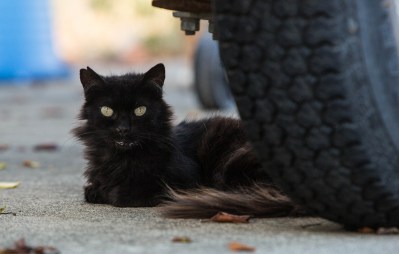There’s One Obvious Solution To Hawaii’s Feral Cat Problem