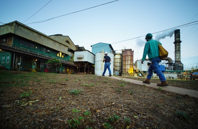 Workers head into work before 6am at the Hawaiian Commercial & Sugar mill located in Puunene, Maui. 4 july 2016