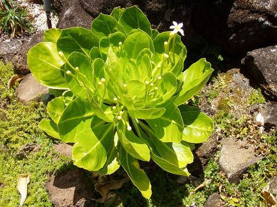 Another Native Kauai Plant Is Now Considered ‘Extinct In The Wild’
