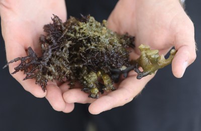 Hawaiʻi Lawmakers Threaten To Withdraw Funding For Invasive Species