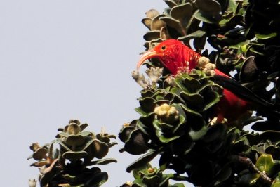 Hawaii’s Honeycreeper May Get Federal Protection