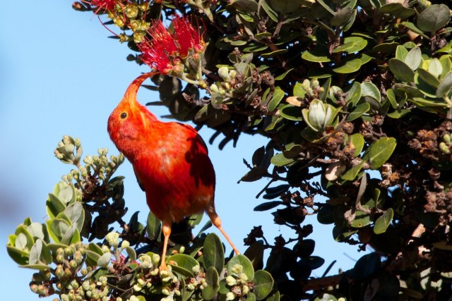 An iiwi feeds on the lehua blossom of the ohia tree in Hakalua Forest Reserve. 