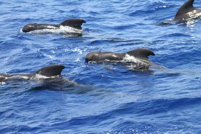 Protecting Marine Creatures May Help Slow Climate Change