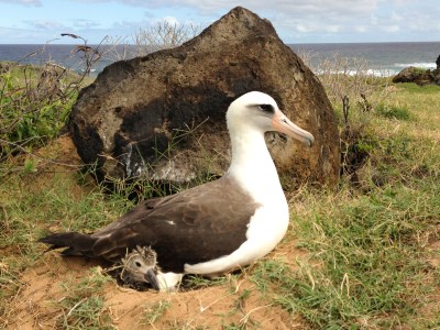 Denby Fawcett: Why Are Kaena Point Albatross Killers Still Free?