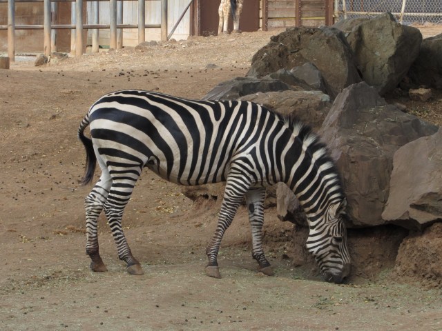 The zebra and giraffe exhibits are located next to each other in the zoo's African Savanna section. 