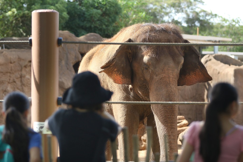 Honolulu Zoo Indian Elephant visitors enjoy the exhibit. 21 nov 2016