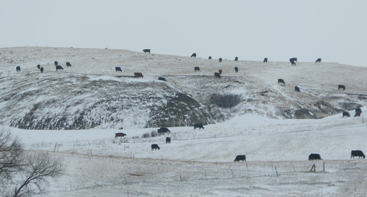 Black Angus cows dot the snow laden landscape as we head to Cannonball River, Oceti Sakowin Camp site. 1 dec 2016