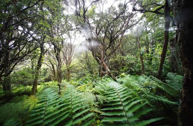 Waikamoi Preserve became a reality in 1983 when the Haleakalā Ranch Company granted a conservation easement to the Conservancy over 5,230 acres. The preserve was expanded in 2014 when landowner Alexander & Baldwin conveyed a conservation easement over an additional 3,721 adjacent acres, bringing the total to 8,951 acres and making Waikamoi the largest private nature preserve in the state. The preserve protects part of the 100,000-acre East Maui Watershed, which provides 60 billion gallons of clean water annually to Maui's residents, businesses and agricultural community. The Conservancy, Haleakalā Ranch and Alexander & Baldwin continue to work together (as part of the East Maui Watershed Partnership) to protect some of the best remaining forest in all of Hawai`i.Waikamoi Preserve is managed in partnership with the State Department of Land & Natural Resources through the Natural Area Partnership Program.