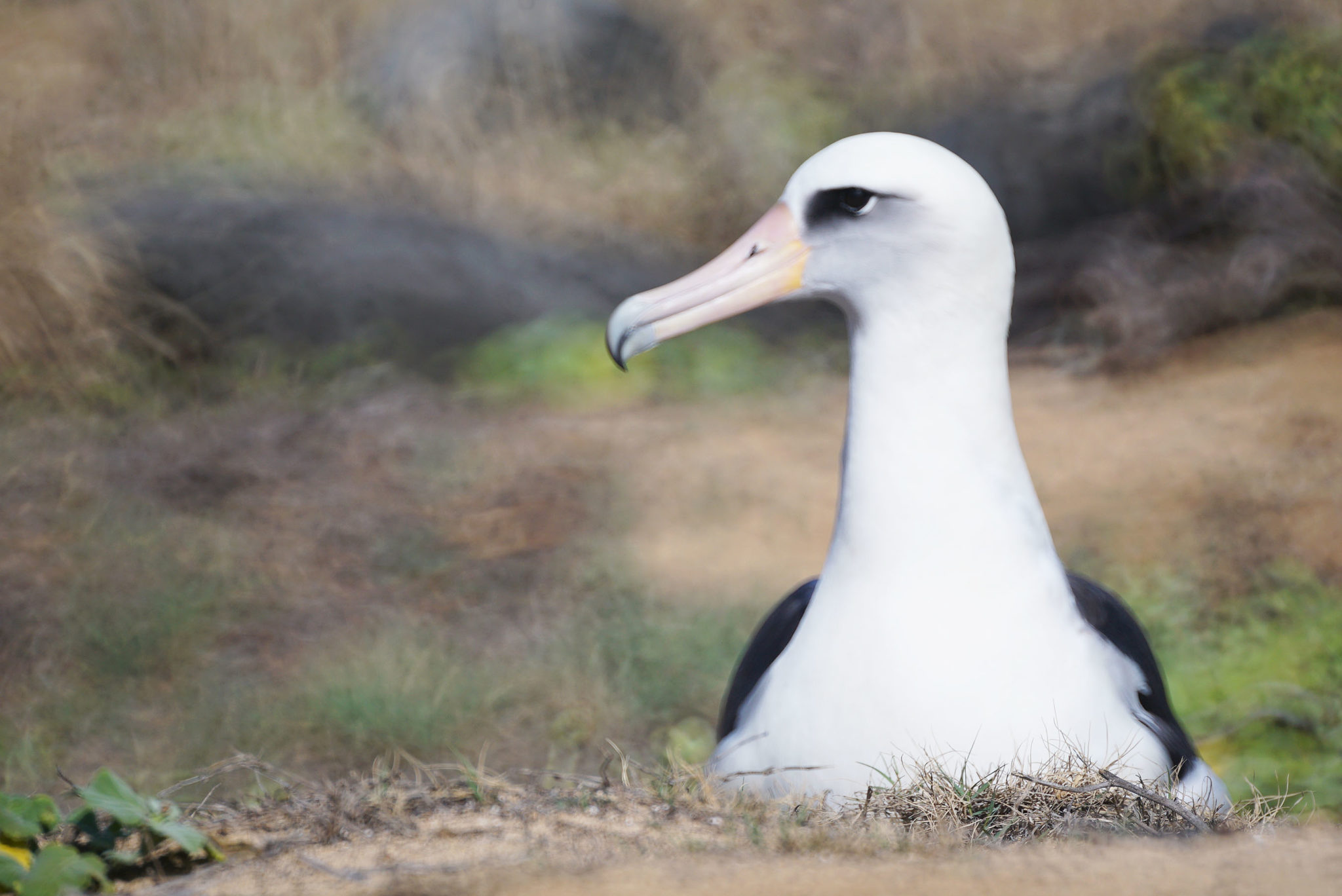 Laysan Albatross on nest Kaena Point. 7 feb 2017
