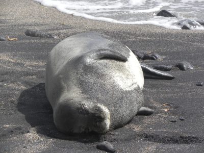 Kauai Man Gets 4 Years In Prison For Harassing Monk Seal