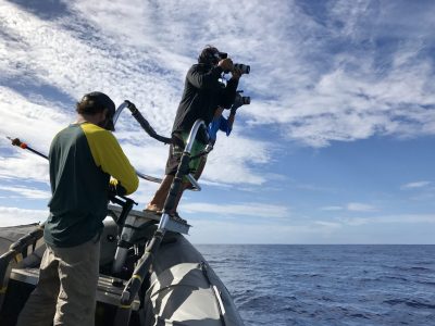 In Search of Hawaii’s Mysterious False Killer Whales