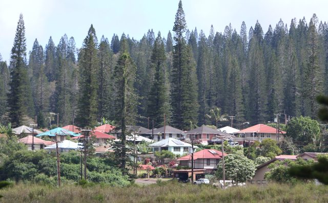 Lanai homes Pine trees. 13 april 2017