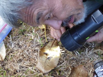 Should Hawaii Have Gotten Serious About Rat Lungworm Sooner?