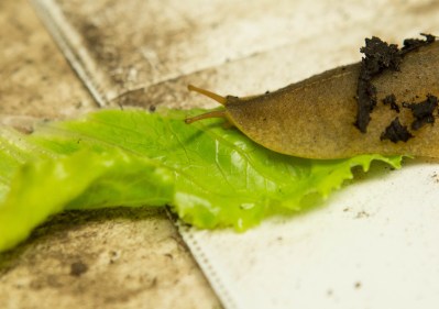 Six New Rat Lungworm Cases Reported In Hawaii