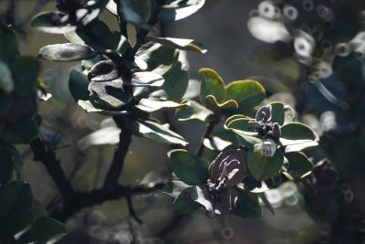 Study: Rapid Ohia Death Spread Worsened By Wild Animals