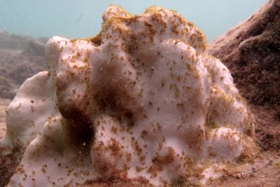 Corals Are Dying At Hawaii’s Most Popular Snorkeling Spot