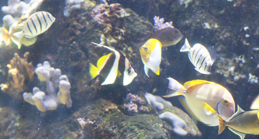 Angelfish Waikiki Aquarium. Fish