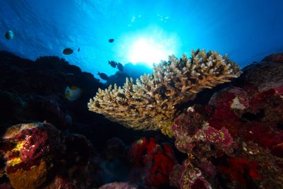 Why The Fishing Industry Wants More Say On Papahanaumokuakea
