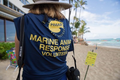 The Monk Seal Show Now Playing In Waikiki Has A Crucial Supporting Cast