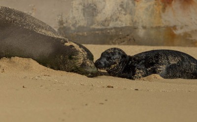 In Birth Of Monk Seal, A Larger Signal Of Success