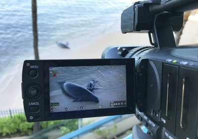 Watch: Live Webcam Of A Monk Seal Mom And Her Newborn Pup On A Waikiki Beach