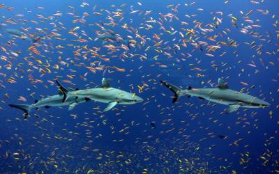 Emergency Meeting Held To Oppose Trump Weakening Marine Monuments