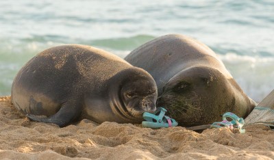 Feds Consider Paintballs And Sponge Grenades To Thwart Endangered Monk Seals