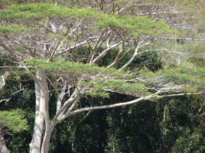 ‘Biocontrol Agents’ Could Be Used To Kill Albizia In Hawaii