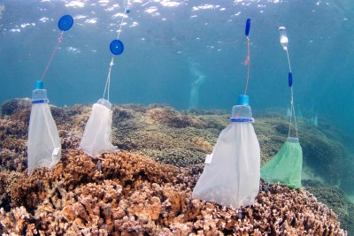 SLIDESHOW: Hawaii’s Coral Research