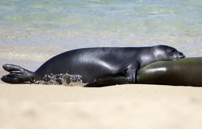 Monk Seal Pup To Be Relocated From Waikiki Beach